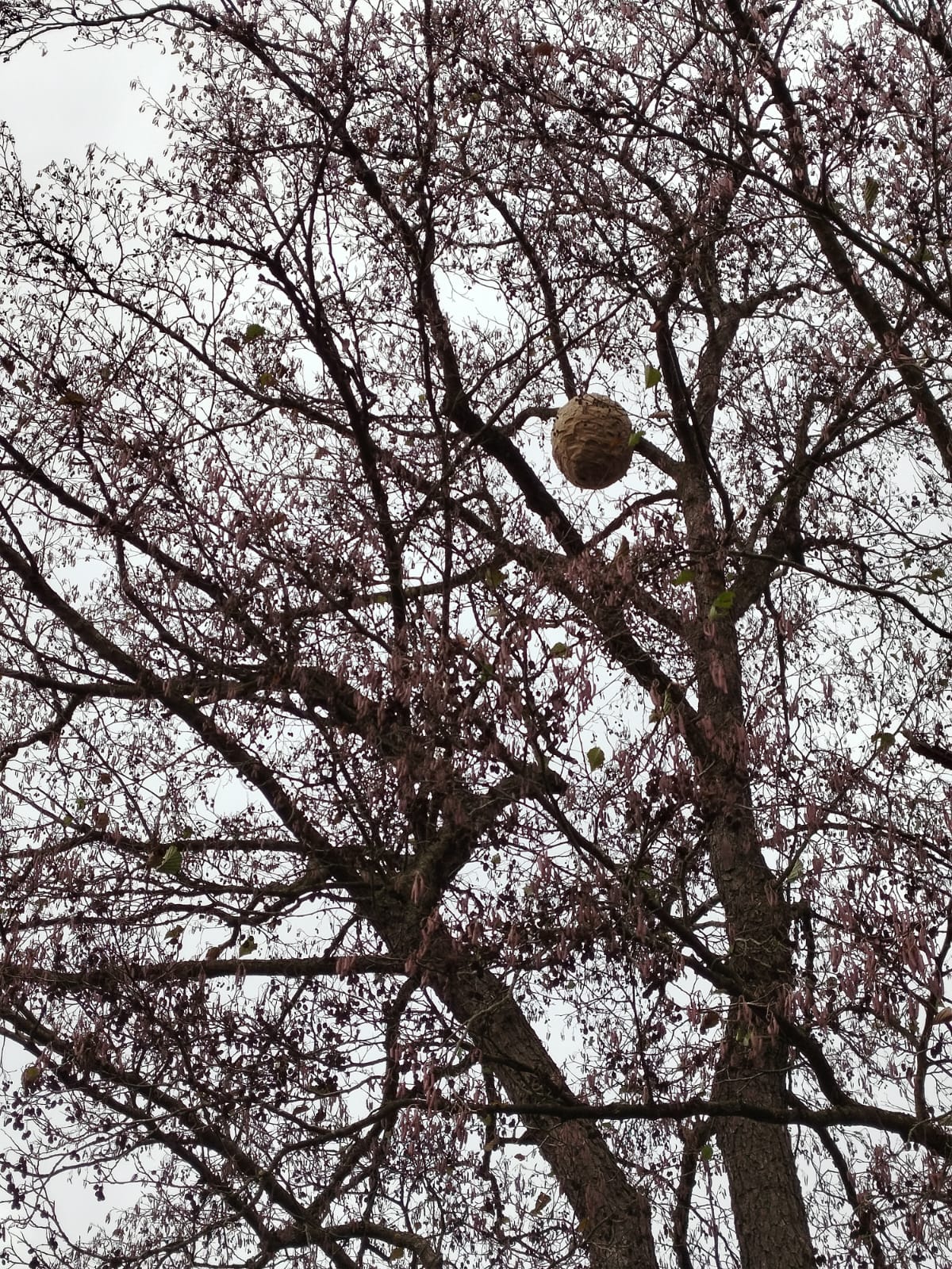 Bedrohung der Bestände durch  Asiatische Hornisse